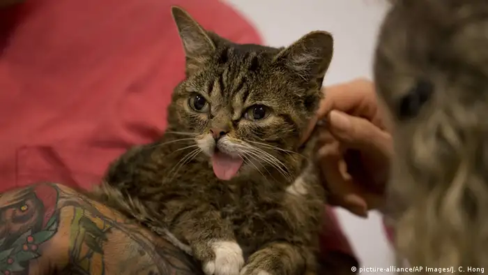 Katze Lil Bub wird gekrault (picture-alliance/AP Images/J. C. Hong)