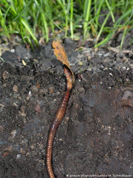 Earthworm 