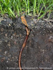 An earthworm, capable of improving the yield of crops, since they mix the earth with waste.