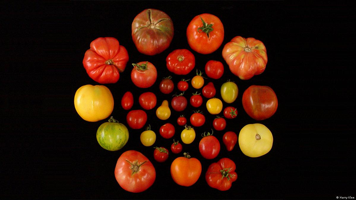 What makes tomatoes tasty?