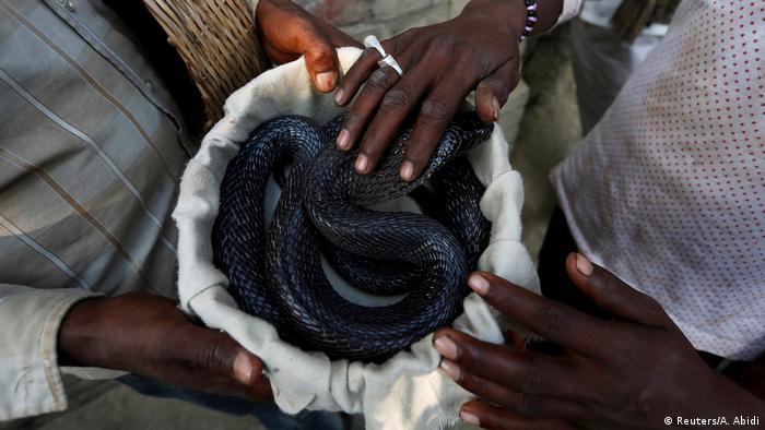 Snake charming in India (Reuters/A. Abidi)