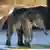Deutschland BdT Elefant im Kölner Zoo geboren