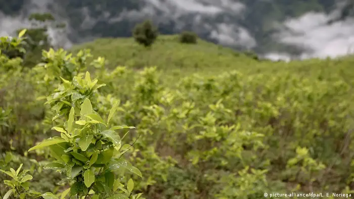 Kolumbien Farc Programm gegen Drogenanbau (picture-alliance/dpa/L. E. Noriega)