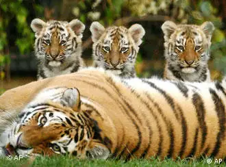 动物园饲养的西伯利亚虎