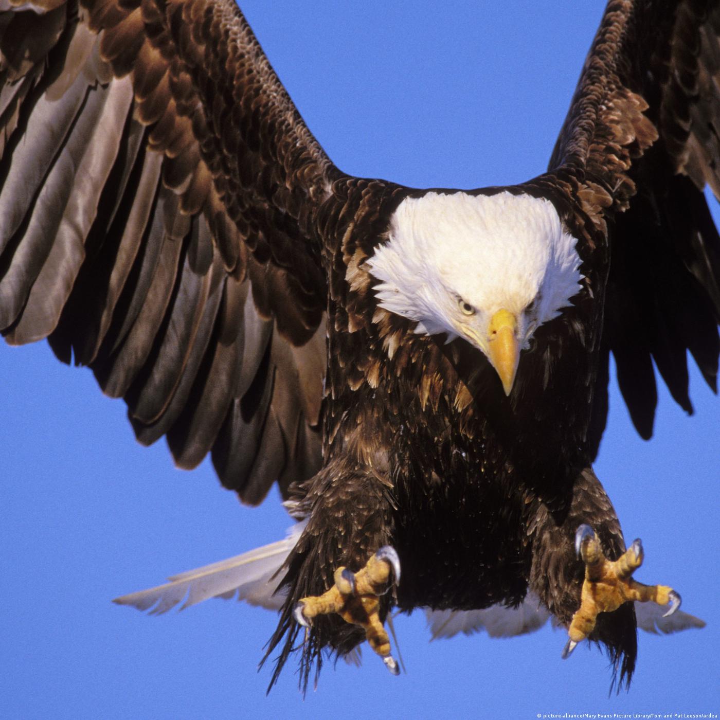 Living Planet: Raptors illegally hunted in Scotland, protecting vultures and cranes in Kenya, Spain's trash-gobbling storks