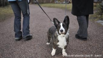 Hund Cardigan Welsh Corgi