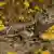 Blunt-nosed leopard lizard - Gambelia sila