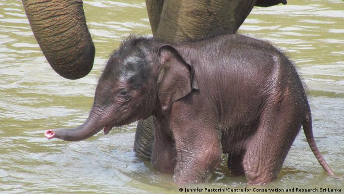 Sri Lankas Kampf Gegen Elefanten Als Haustiere Global Ideas Dw 07 02 2017