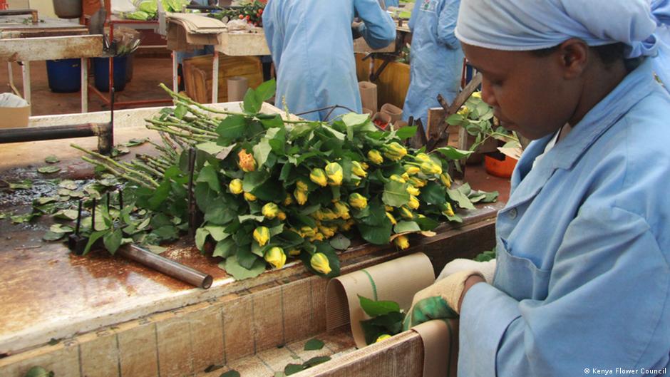 Rose Flower Farming In Kenya Best Flower Site