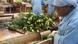 Global Ideas - Kenya Flower Council Global Ideas - Kenya Flower Council