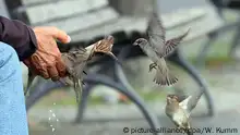 خلص الفريق البحثي إلى أن الطيور القادرة على التعلم الصوتي وحل المشكلات تتميز بعقول أكبر حجما