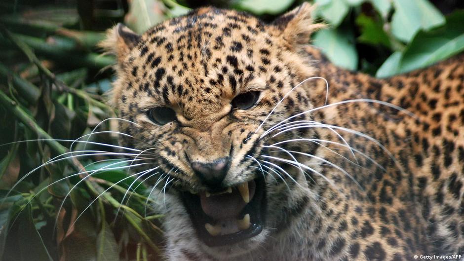 China search team hunts for escaped leopard