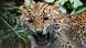 A leopard growls A leopard growls