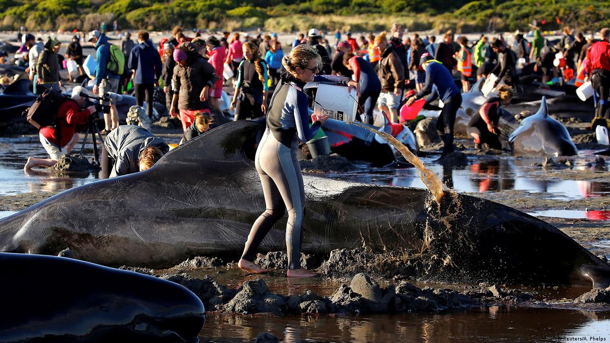 Death Stranding Escape Whale Death Strand 