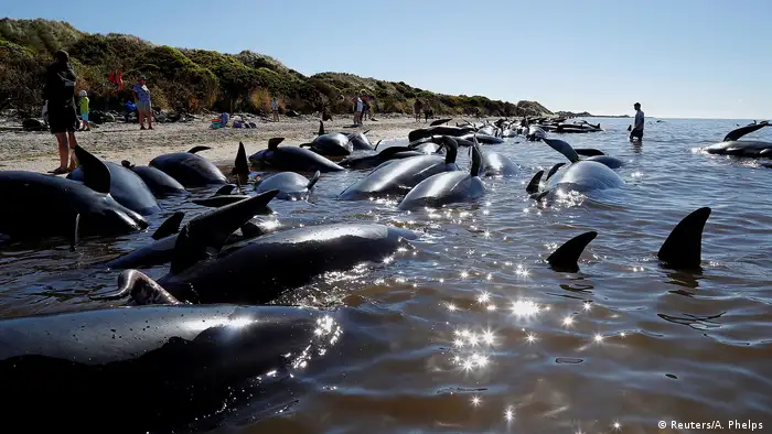 Neuseeland Hunderte Wale am Strand verendet (Reuters/A. Phelps )