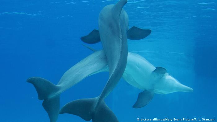 Dolphins mating belly to belly (picture-alliance/Mary Evans Picture/A. L. Stanzani)