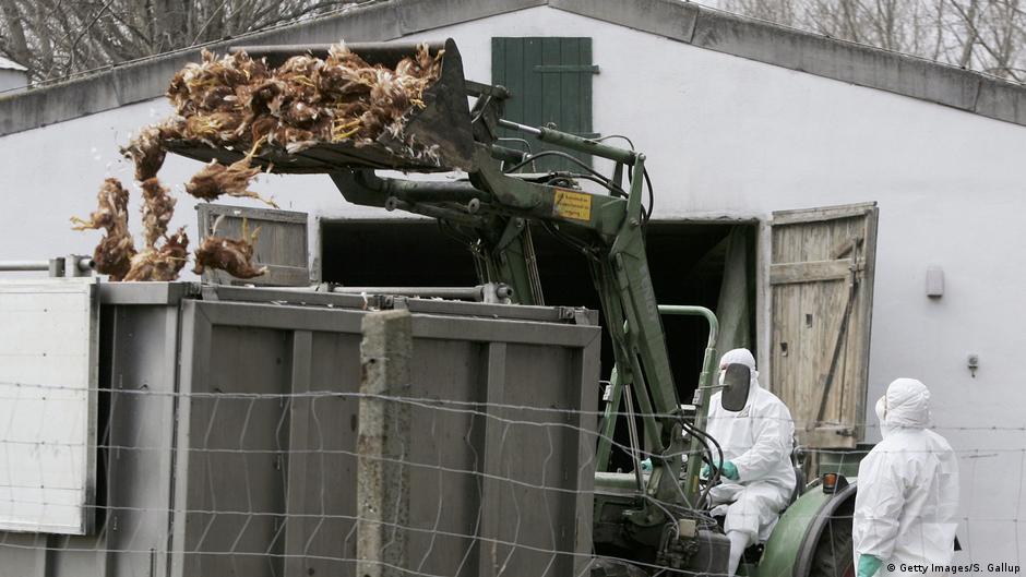 Germany kills half million birds since latest flu outbreak
