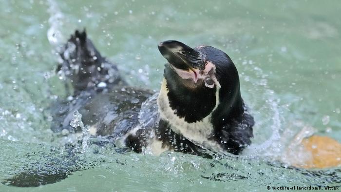 Deutschland Mannheim - Humboldtpinguin im Luisenpark