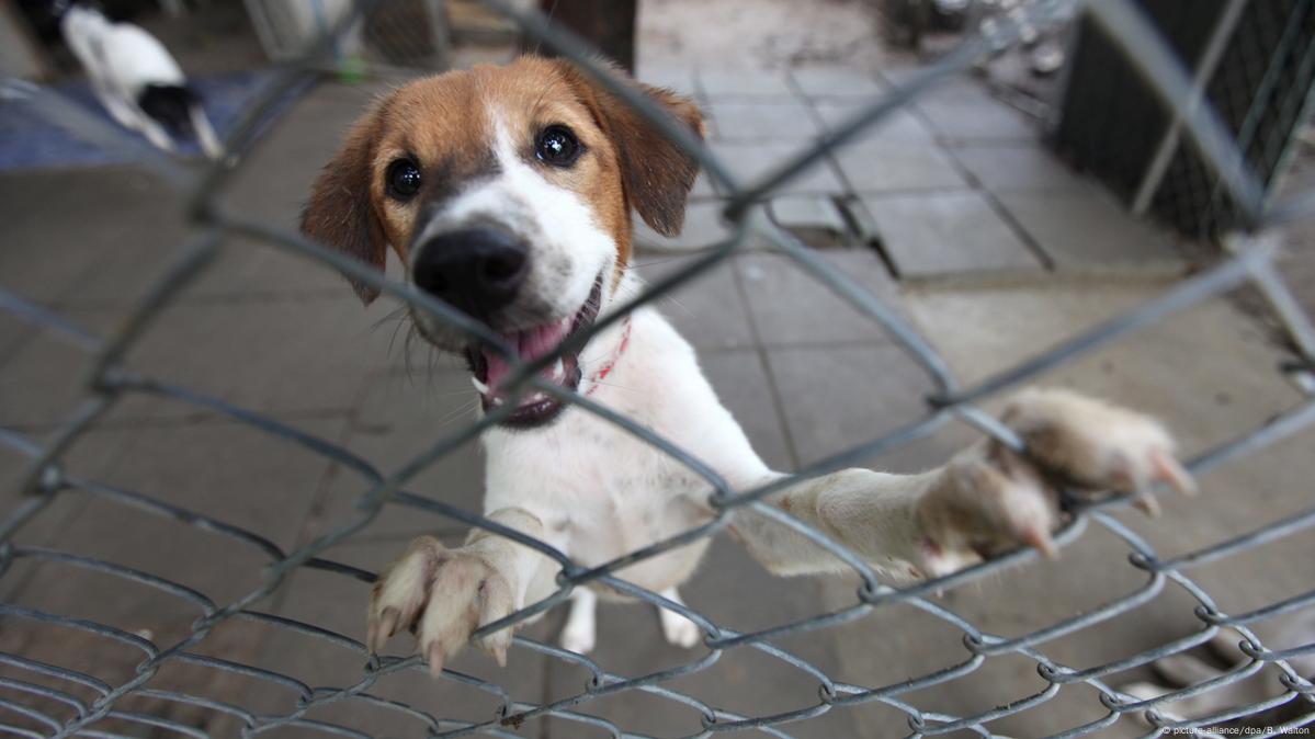 Rabies poses health risk in Thailand – DW – 05/03/2018