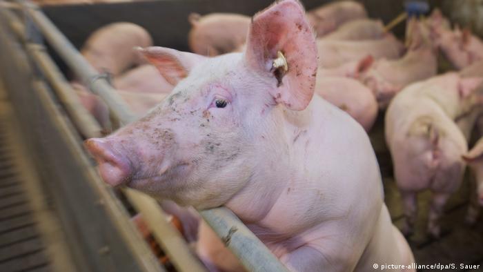 Птиците и свинете, които се заразяват с грипни вируси, могат