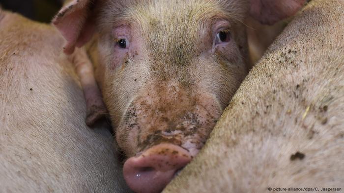 Schweinezucht