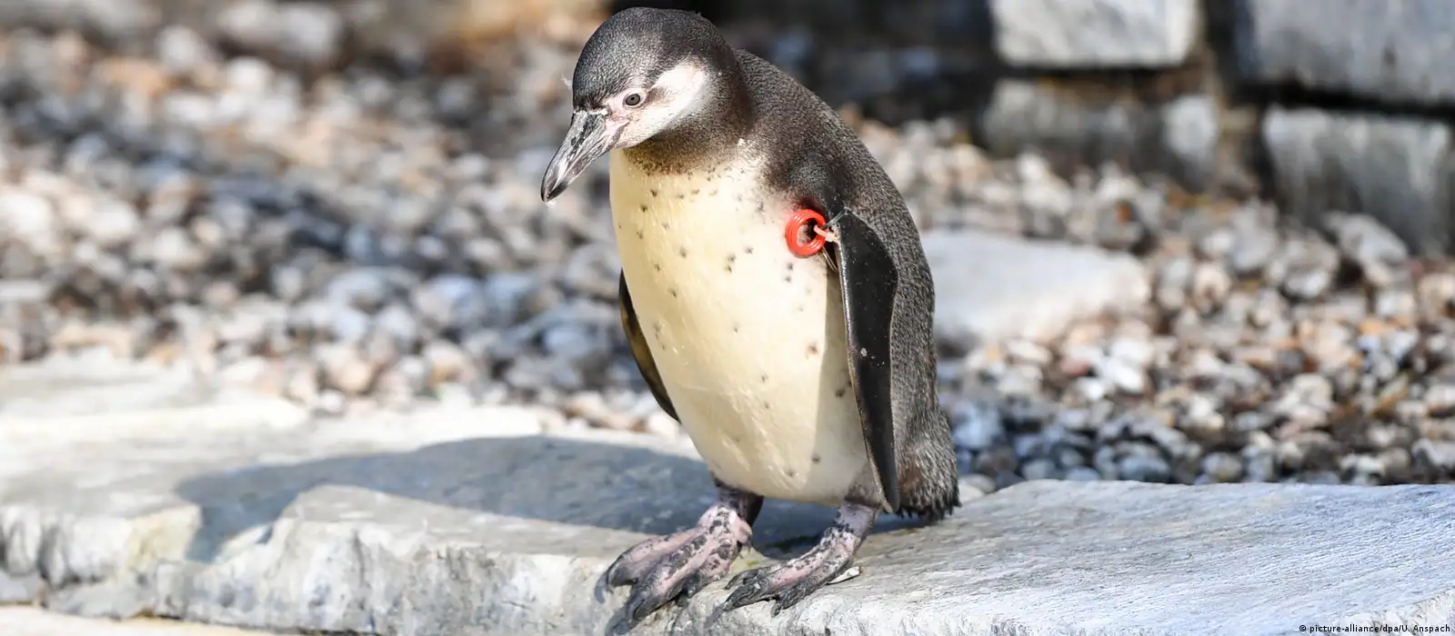 Parque Nacional Kruger vs Masai Mara vs Serengeti | Go2Africa, image size:1600x700