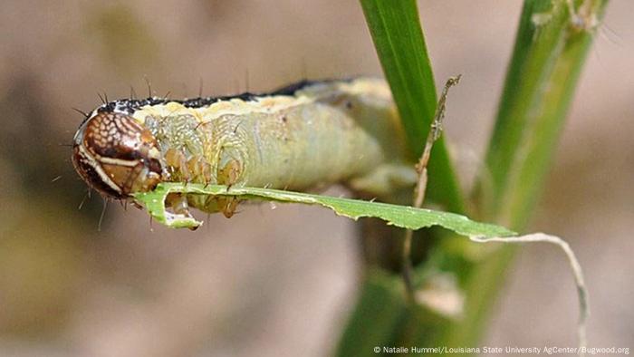 BG Heerwurm - Larva