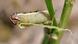 BG Heerwurm - Larva BG Heerwurm - Larva