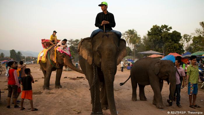 Laos Elefantenfest (REUTERS/P. Thevongsa)