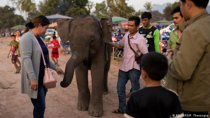 Laos Elefantnefest (REUTERS/P. Thevongsa)