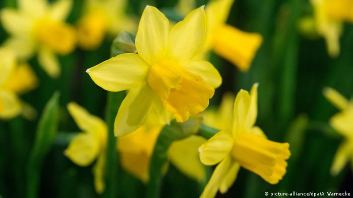 Daffodils (picture-alliance/dpa/A. Warnecke)