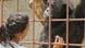 Tierärztin untersucht Schimpanse – Schimpansenwaisenhaus – Sambia Tierärztin untersucht Schimpanse – Schimpansenwaisenhaus – Sambia