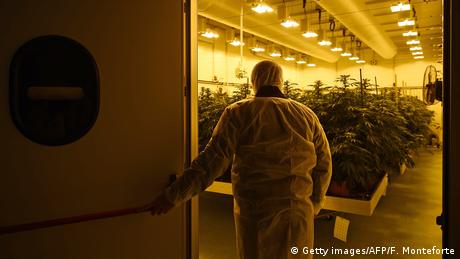 Person looking at cannabis plants (Getty images/AFP/F. Monteforte)