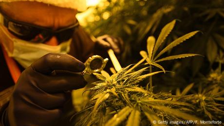 Cannabis plant (Getty images/AFP/F. Monteforte)