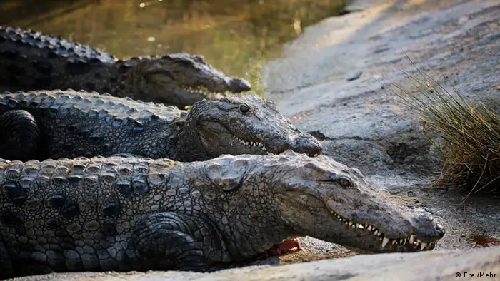 De acuerdo al listado de la IUCN, el 12% por ciento de las 13.835 especies de la región se encuentra en peligro de extinción, ya sea en estado vulnerable, en peligro o crítico. Entre los reptiles, uno de los más amenazados es el cocodrilo o caimán del Orinoco, que habita la cuenca de este río en Colombia y Venezuela. Se trata de una especie de gran tamaño, que sufrió estragos debido a la caza. 