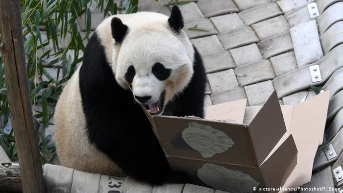USA Washington - Panda Bao zieht nach China (picture-alliance/Photoshot/Y. Bogu)