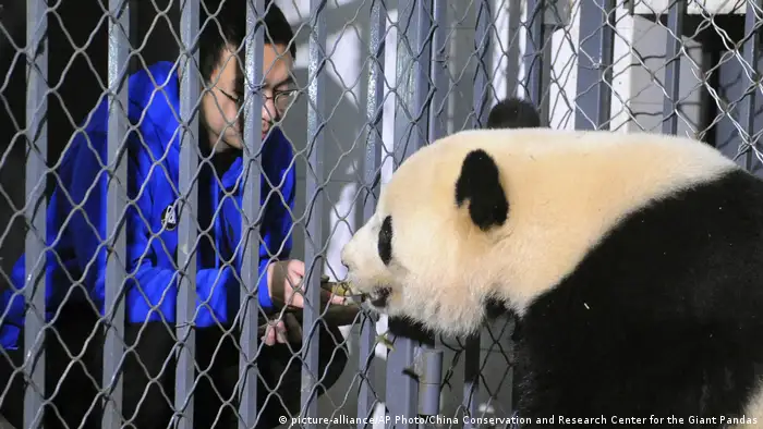 USA Washington Panda Bao Bao zieht nach China (picture-alliance/AP Photo/China Conservation and Research Center for the Giant Pandas)