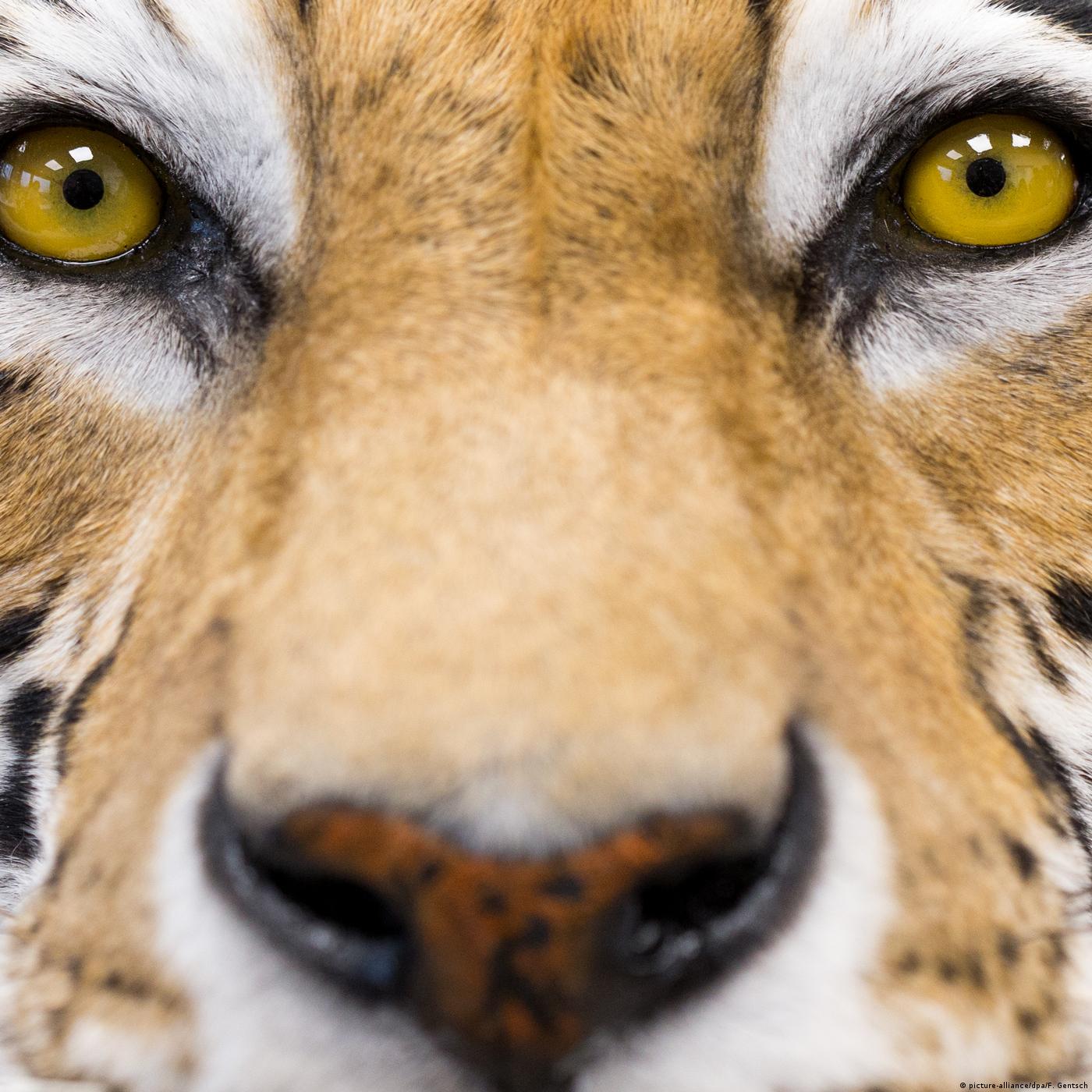Living Planet: Animals, to cuddle or kill?