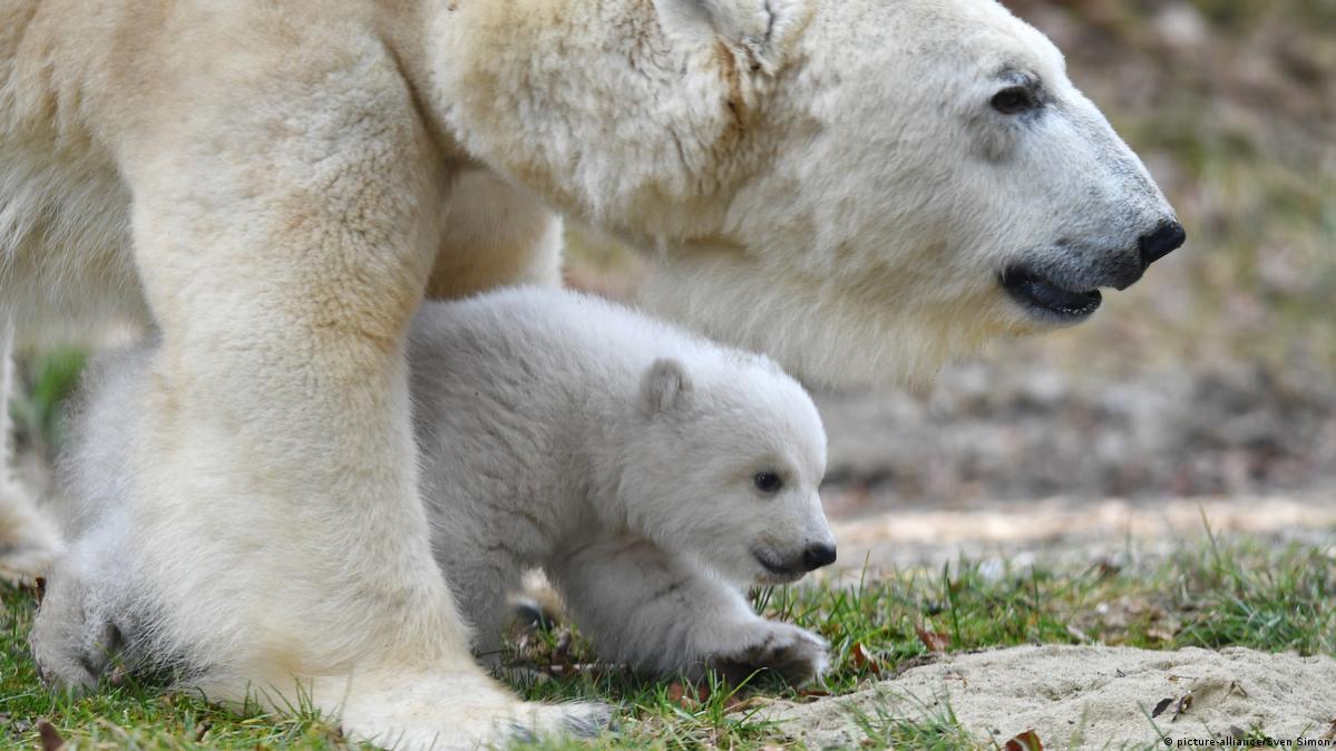 Baby polar bear makes public debut in Munich – DW – 02/24/2017, image size:1199x674