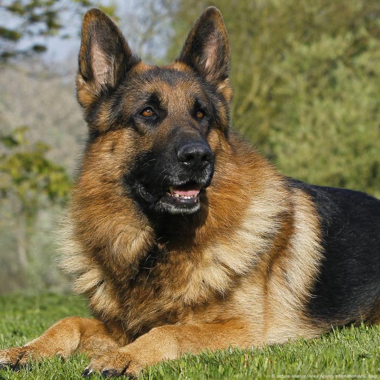 are german shepherds good hunting dogs