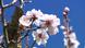 DW Sendung Euromaxx Mandelblüte DW Sendung Euromaxx Mandelblüte