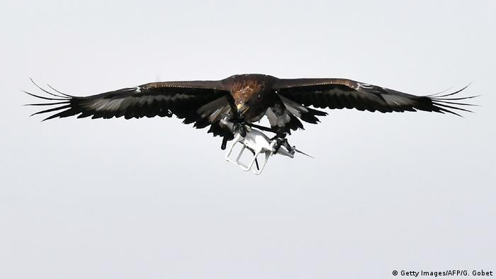 Frankreich Steinadler zur Drohnenabwehr (Getty Images/AFP/G. Gobet)