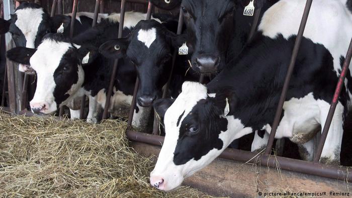Cows at a dairy farm on in Quebec on August 11, 2015