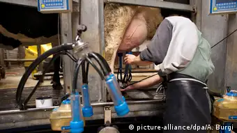 Les producteurs laitiers se sentent menacés par la concurrence néo-zélandaise
