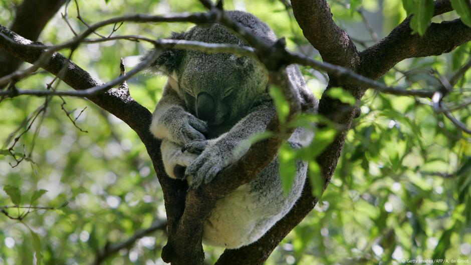 Australia S Koalas Threatened By Deforestation And Bushfires Environment All Topics From Climate Change To Conservation Dw 04 11 2019