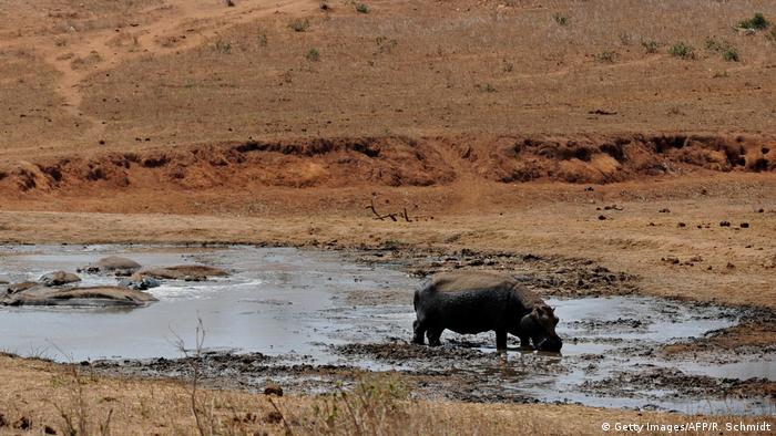 Afrika Kenia - Nilpferd an Wasserloch (Getty Images/AFP/R. Schmidt)