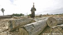 Si deforestar la Amazonía sale barato, se seguirá haciendo
