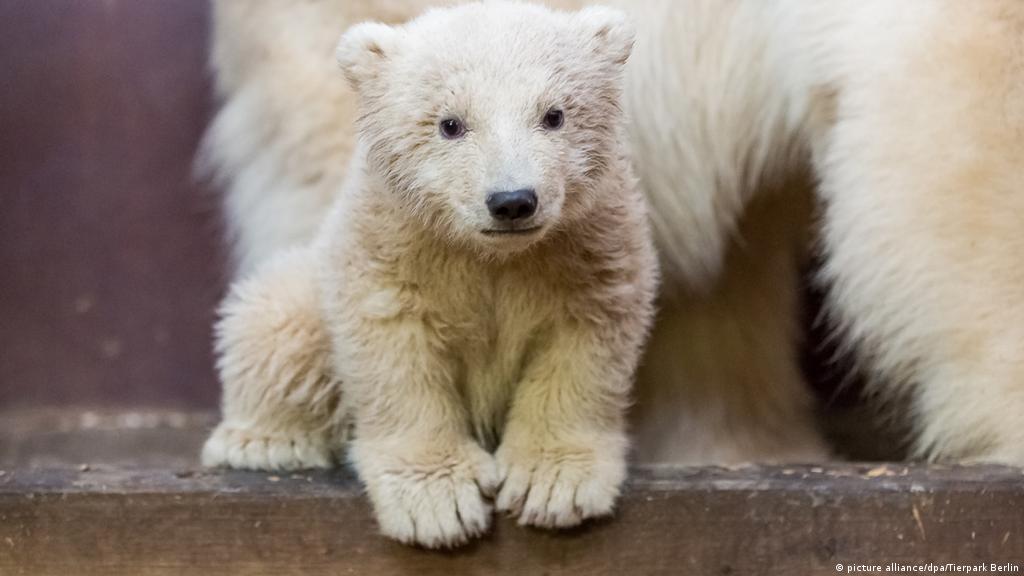 Fur Real Polar Bear New 2017 