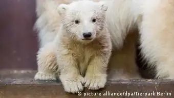 Deutschland Berliner Tierpark bangt um Eisbär-Baby Fritz