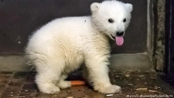 Berlin S Baby Polar Bear Fritz Struck Down By Serious Illness News Dw 06 03 17